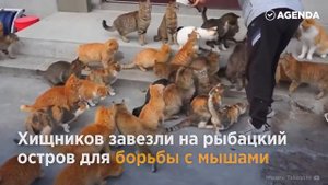 КОШАЧИЙ ОСТРОВ рай для туристов - мир котов. Миллионы кошек в отпуске.