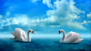 Футаж 2 Лебедя