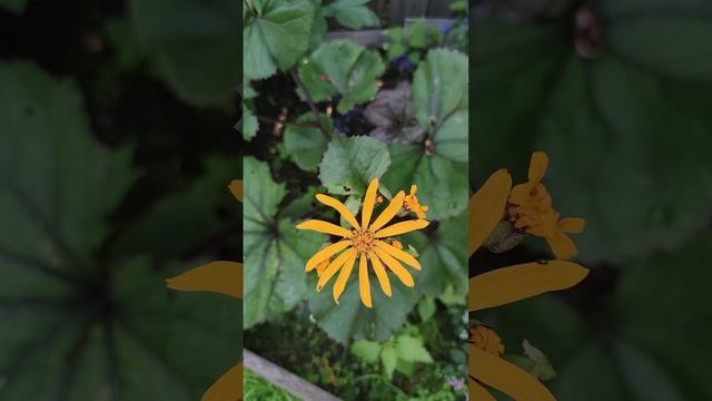 Бузульник - Дездемона (Ligularia)?