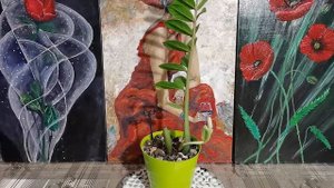 Как цветет Долларовое дерево Замиокулькас?