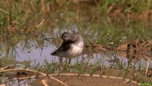 Травник птица - Common redshank