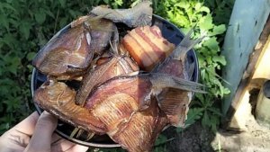 Обзор коптильни холодного копчения.Копчения рыбы и сало.
