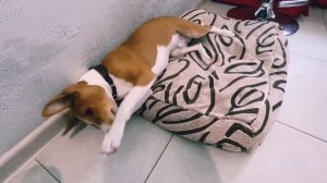 Обратная сторона медали в ПЯТЬ МЕСЯЦЕВ. | басенджи Смарт