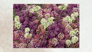 Алиссум морской, каменник (Lobularia maritima) - неприхотливый цветок