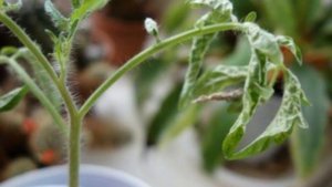 Чем болеет рассада??!!