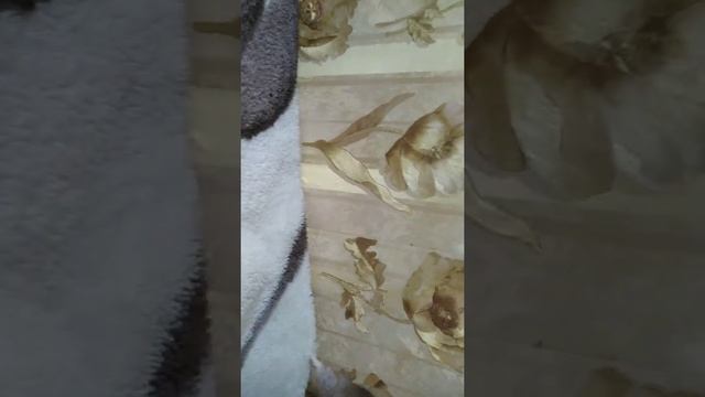 Уход за хомяком, плюсы и минусы содержания хомяка!!! ???