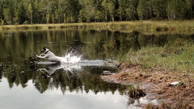 фокстерьер на озере (часть 2. микс)/fox terrier on the lake (part 2.mix) смотреть онлайн