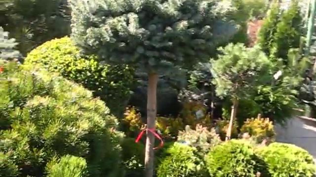 Продажа саженцев смотреть онлайн