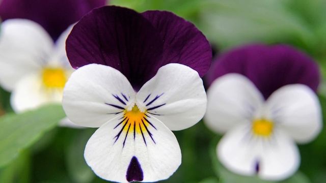 Beautiful Pansy Varieties - Viola tricolor смотреть онлайн