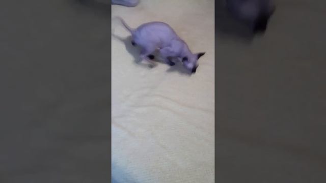 Сфинкс,мой Супер Кот.Голубоглазый красавец.