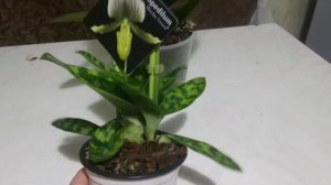 Уход за орхидеями.Фьенопсис.Венерин башмачок.Орхидеи дома.