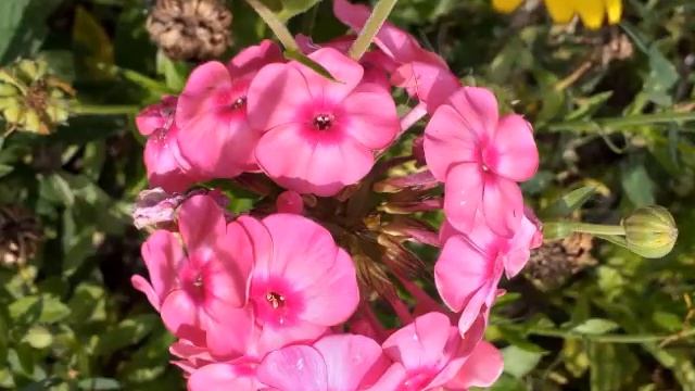 ЛИЛИЯ - садовод, флорист и фотограф вот таких цветов! смотреть онлайн