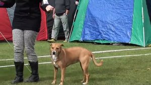 Австрийские короткошерстные пинчеры на выставке