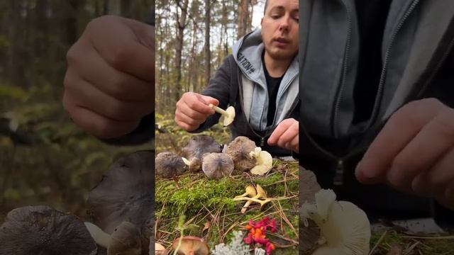 Как отличить зелёнки/подзеленки от ядовитых двойников? #зеленушка #зелёнка #рядовка #белыйгриб