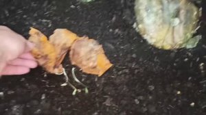 За сколько черви скушают Арбузы