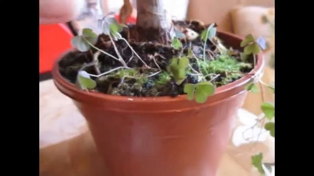 "Кислица-1. Почвопокровное, разновидность кислицы! Венок из ряски))"