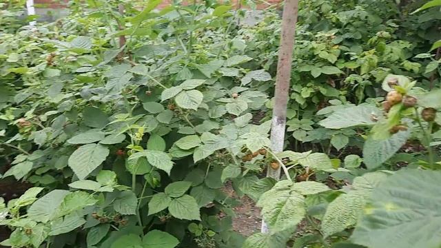 ???ДРУЗЬЯ КАК Я СЧАСТЛИВА ????Как я долго ждала .‼️‼️СТРОЙКА НАЧАЛО ЕСТЬ ????‼️ смотреть онлайн