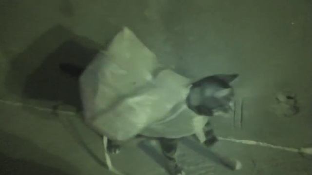 Одёжка от Жан Поль Готье смотреть онлайн