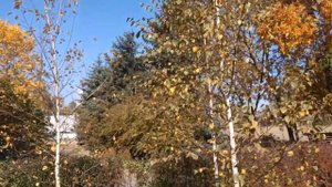 Правокумка