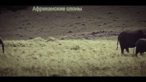 Африканские слоны гуляют по полю