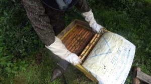 КАК ВЫХОДЯТ МАТКИ ИЗ МАТОЧНИКОВ, КОГДА НАДЕТЬ ЗАЩИТНЫЕ КОЛПАЧКИ И КАК ПОМЕТИТЬ МАТОК.
