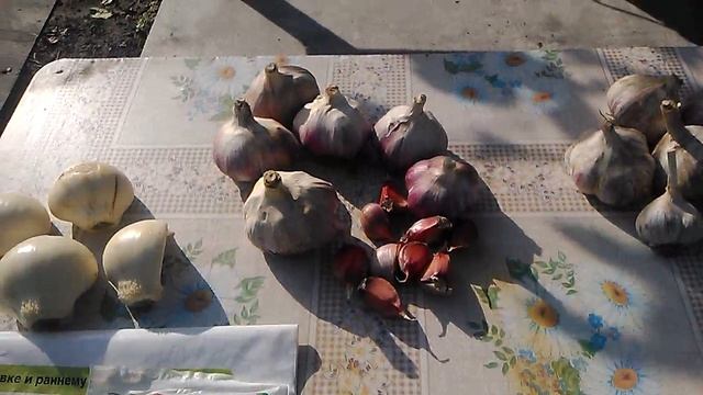 Чеснок, обработка перед посадкой. смотреть онлайн