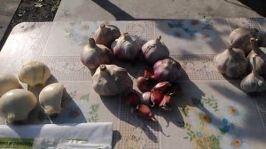 Чеснок, обработка перед посадкой.