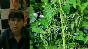 Если вянут растения. Фузариоз