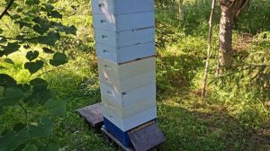 Окончание роевого периода. Итоги.