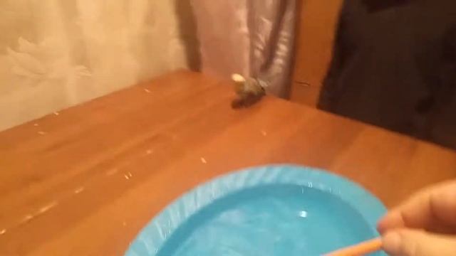 Попугай не ХОЧЕТ КУПАТЬСЯ....Первое купание смотреть онлайн