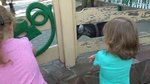 Дети в зоопарке кормят козочек играют и веселятся Amusement Park and zoo Madagascar videos for kids