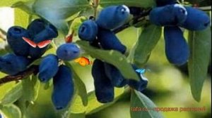 Жимолость съедобная Лазурная (lazurnaia) ? обзор: как сажать, саженцы жимолости Лазурная