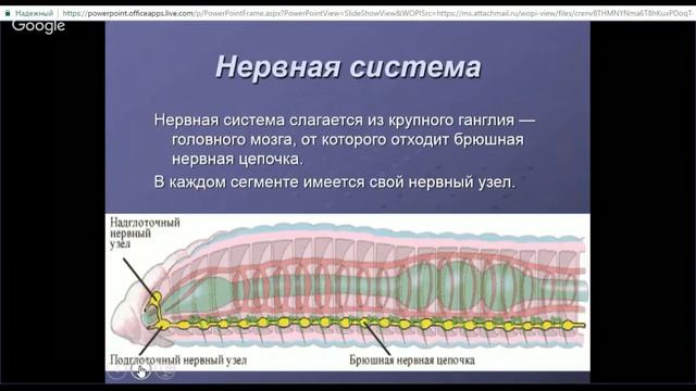 ЕГЭ по биологии 11 класс Занятие №5 Подцарство многоклеточные. Тип кольчатые черви
