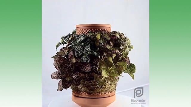 Карусель фитопотов смотреть онлайн