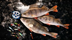 Как и где ловить окуня по первому льду на крупных водоемах? Где искать окуня зимой на озере?