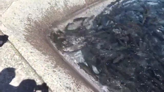 fish trout Russia. Форелевое хозяйство Россия Краснодарский край смотреть онлайн