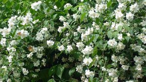 Стихи. О душе и о любви.( Аудио стихи ).Современная поэзия.