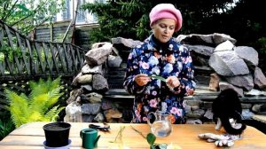 Как вырастить розу из букета - 7 дач