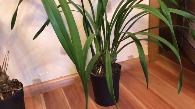 Посылка!Цимбидиумы и грунты для орхидей. смотреть онлайн