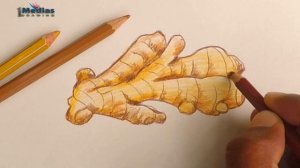 How to Draw Ginger and Garlic Step by Step (Very Easy)