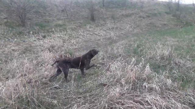 Курцхаар Грэй смотреть онлайн