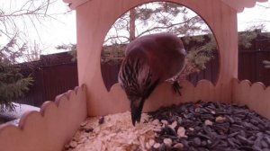 Сойка на кормушке. Выбирает корм и разговаривает. Jay is on the feeder. Selects food and talks.