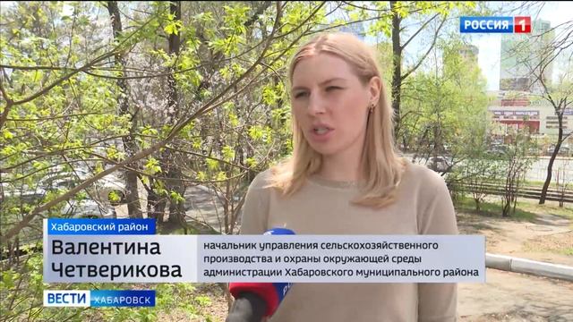 «Планируем собрать 25 тонн с гектара». Посевная картофеля началась в Хабаровском крае смотреть онлайн