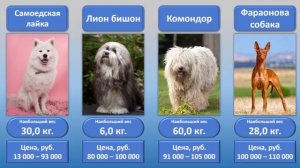 Сравните самые дорогие породы собак