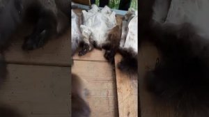 Выделка меха соболя в домашних условиях