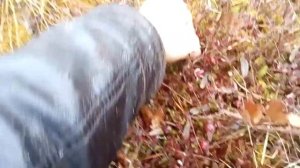 Как правильно собирать клюкву