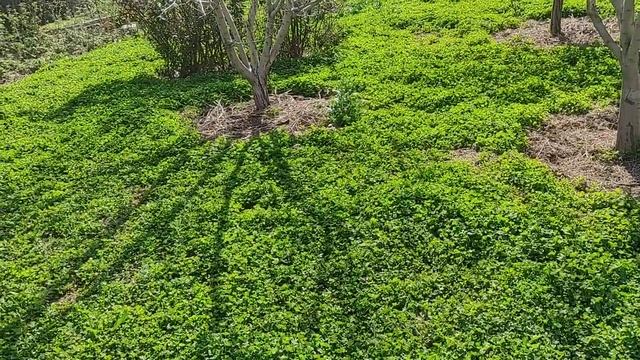 Газон из клевера. 2 года. Мои ошибки смотреть онлайн