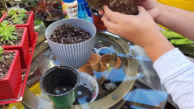 Trasplante de Emergencia 😑 смотреть онлайн