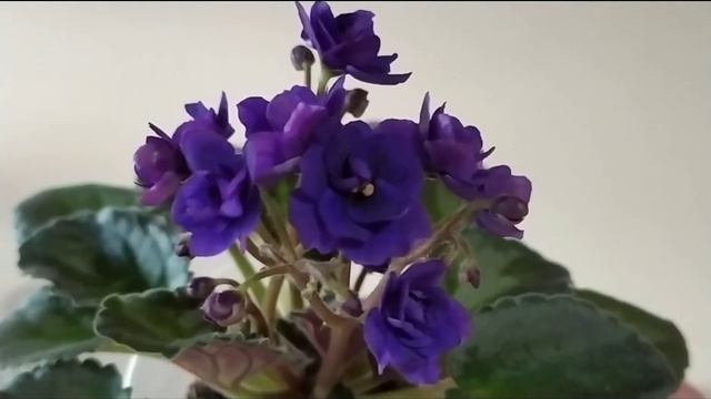 МИНИ ФИАЛКИ. ФИАЛКА Optimara Little Moonstone спорт. смотреть онлайн