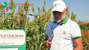 Высокоурожайный гибрид зернового сорго КОМАНДОР